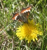 painted lady butterfly on common dandelion