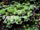 Liverworts (Marchantia) growing on the moist wall of a crevice in Devil's Den State Park, Arkansas, with many antheridiophores.
