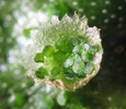 Gemmae are visible in this gemma cup on a Marchantia (liverwort) plant.