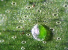 Magnified view of a single gemma resting on the thallus of a liverwort (Marchantia) plant. Pores are visible on the thallus.