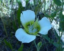 A Mariposa lily in Alderfer/Three Sisters open space park, Jefferson County, Colorado.