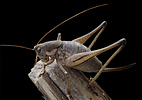 Mormon cricket (Anabrus simplex), Arizona
