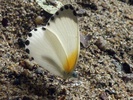Mylothris poppea butterfly