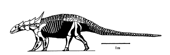 Skeleton of Sauropelta