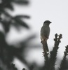northern shrike perched