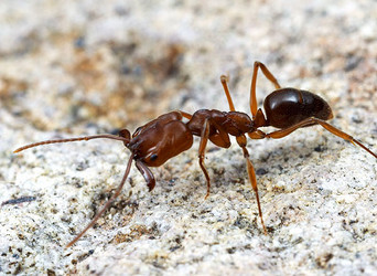 Odontomachus clarus, trap-jaw ant