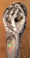 Onychocrinus exsculptus fossil