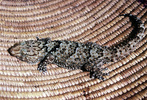 Bibron's Thick-toed Gecko
