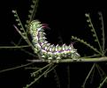 Hubbard's silkmoth (Sphingicampa hubbardi) larva, Arizona