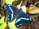 Papilio nireus butterfly