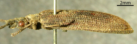 Paracupes brasiliensis lateral view