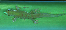 Dull-green Day Gecko