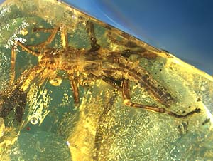 A nymph of Pseudoperla lineata fossilized in Baltic amber