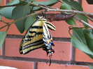 Two-tailed Swallowtail eclosed