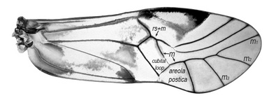 Forewing of Ptycta johnsoni.  Cubital loop and areola postica joined to M is typical of the family Psocidae.  The fusion of veins Rs+M distinguishes the genus Ptycta the sister genus Copostigma.  