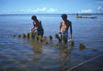 Seaweed farmers tending a Kappaphycus line culture in the Philippines