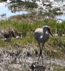 foraging sandhill crane
