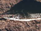 Striped sand snake