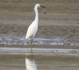 snowy egret