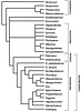 Relationships between Artiodactyla, Cetacea, and Mesonychia based on morphological data.