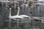 pair of trumpeter swans