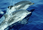 Two striped dolphins surfacing in a synchronized fashion.