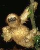 Three-toed sloth (Bradypodidae) 