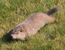 Groundhog (Marmota monax) 