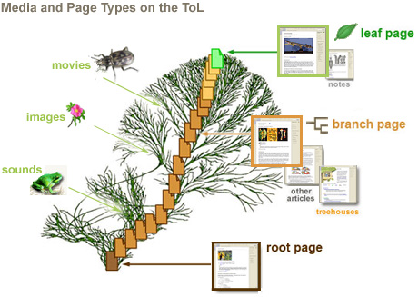 Several different page types and media are attached to groups of organisms on the ToL. These groups of organisms (and therefore the media and pages attached to them) are organized according to the genetic connections among Life on Earth.
