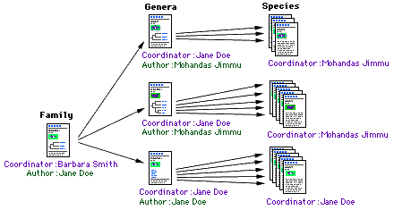 diagram of hierarchical ToL coordination