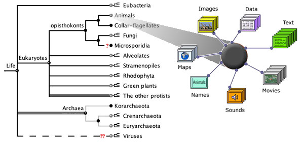 objects attached to a node in the tree